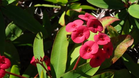 Fotografia da espécie Euphorbia milii