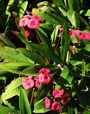 Fotografia 5 da espécie Euphorbia milii no Jardim Botânico UTAD