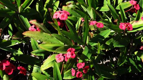 Fotografia da espécie Euphorbia milii