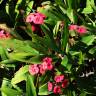 Fotografia 5 da espécie Euphorbia milii do Jardim Botânico UTAD