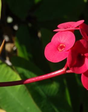 Fotografia 6 da espécie Euphorbia milii no Jardim Botânico UTAD