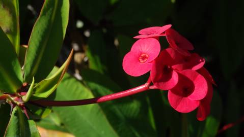 Fotografia da espécie Euphorbia milii