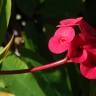 Fotografia 6 da espécie Euphorbia milii do Jardim Botânico UTAD