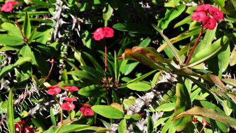 Fotografia da espécie Euphorbia milii