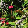 Fotografia 7 da espécie Euphorbia milii do Jardim Botânico UTAD