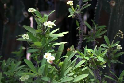 Fotografia da espécie Euphorbia milii