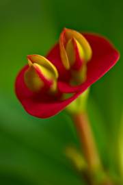 Fotografia da espécie Euphorbia milii