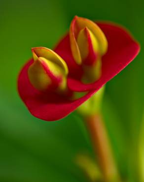 Fotografia 9 da espécie Euphorbia milii no Jardim Botânico UTAD