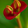 Fotografia 9 da espécie Euphorbia milii do Jardim Botânico UTAD