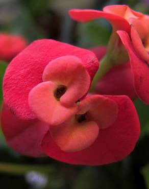 Fotografia 10 da espécie Euphorbia milii no Jardim Botânico UTAD