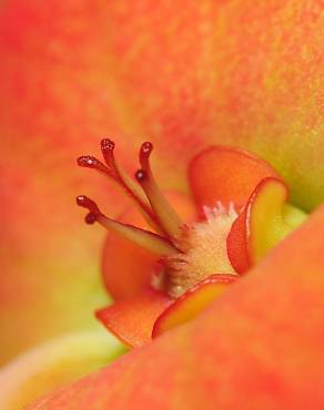 Fotografia 11 da espécie Euphorbia milii no Jardim Botânico UTAD