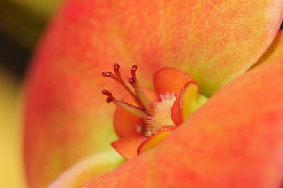 Fotografia da espécie Euphorbia milii