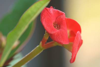 Fotografia da espécie Euphorbia milii