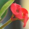 Fotografia 12 da espécie Euphorbia milii do Jardim Botânico UTAD