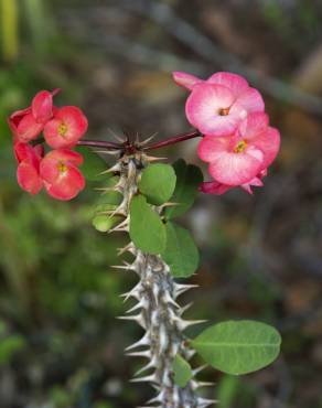 Fotografia 14 da espécie Euphorbia milii no Jardim Botânico UTAD