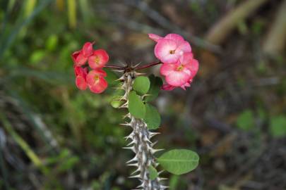 Fotografia da espécie Euphorbia milii