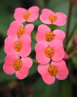 Fotografia 15 da espécie Euphorbia milii no Jardim Botânico UTAD