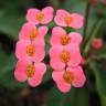 Fotografia 15 da espécie Euphorbia milii do Jardim Botânico UTAD