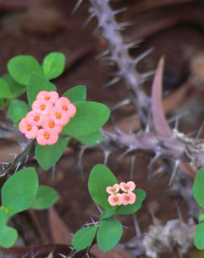 Fotografia 16 da espécie Euphorbia milii no Jardim Botânico UTAD