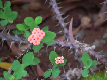 Fotografia da espécie Euphorbia milii