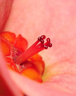 Fotografia 18 da espécie Euphorbia milii no Jardim Botânico UTAD