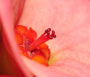 Fotografia da espécie Euphorbia milii