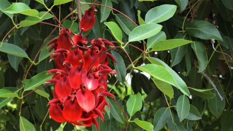 Fotografia da espécie Erythrina crista-galli