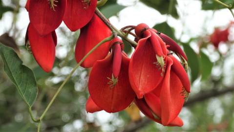 Fotografia da espécie Erythrina crista-galli