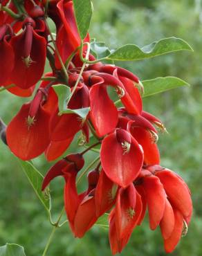 Fotografia 1 da espécie Erythrina crista-galli no Jardim Botânico UTAD