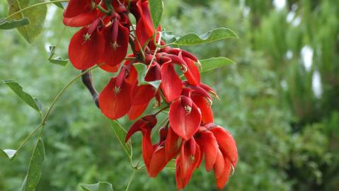 Fotografia da espécie Erythrina crista-galli