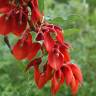 Fotografia 1 da espécie Erythrina crista-galli do Jardim Botânico UTAD