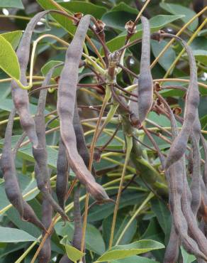 Fotografia 30 da espécie Erythrina crista-galli no Jardim Botânico UTAD