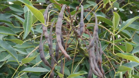 Fotografia da espécie Erythrina crista-galli