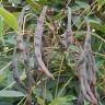 Fotografia 30 da espécie Erythrina crista-galli do Jardim Botânico UTAD