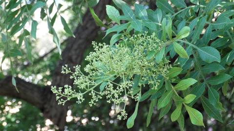 Fotografia da espécie Schinus terterebinthifolia