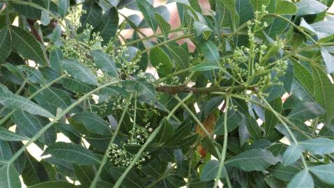 Fotografia da espécie Schinus terterebinthifolia