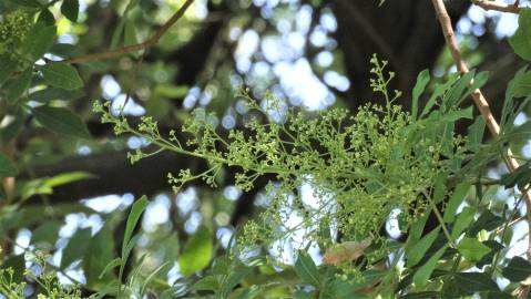 Fotografia da espécie Schinus terterebinthifolia