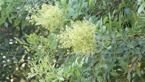 Fotografia da espécie Schinus terterebinthifolia