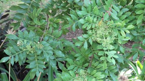 Fotografia da espécie Schinus terterebinthifolia