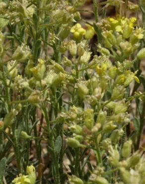 Fotografia 24 da espécie Alyssum granatense no Jardim Botânico UTAD