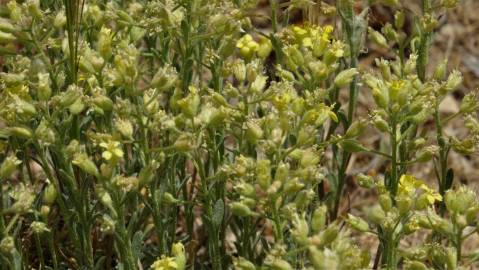 Fotografia da espécie Alyssum granatense