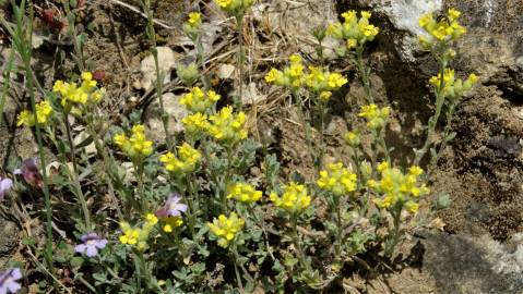 Fotografia da espécie Alyssum granatense