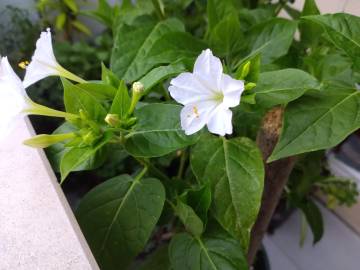 Fotografia da espécie Mirabilis jalapa