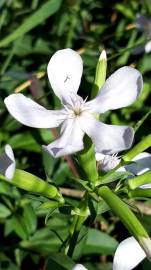 Fotografia da espécie Saponaria officinalis