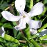 Fotografia 19 da espécie Saponaria officinalis do Jardim Botânico UTAD