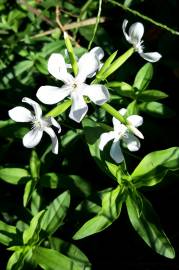 Fotografia da espécie Saponaria officinalis