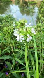 Fotografia da espécie Saponaria officinalis