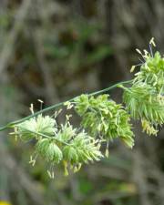 Fotografia da espécie Dactylis glomerata