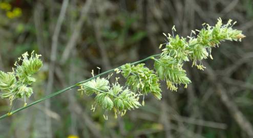 Fotografia da espécie Dactylis glomerata subesp. lusitanica