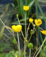 Fotografia da espécie Ranunculus repens